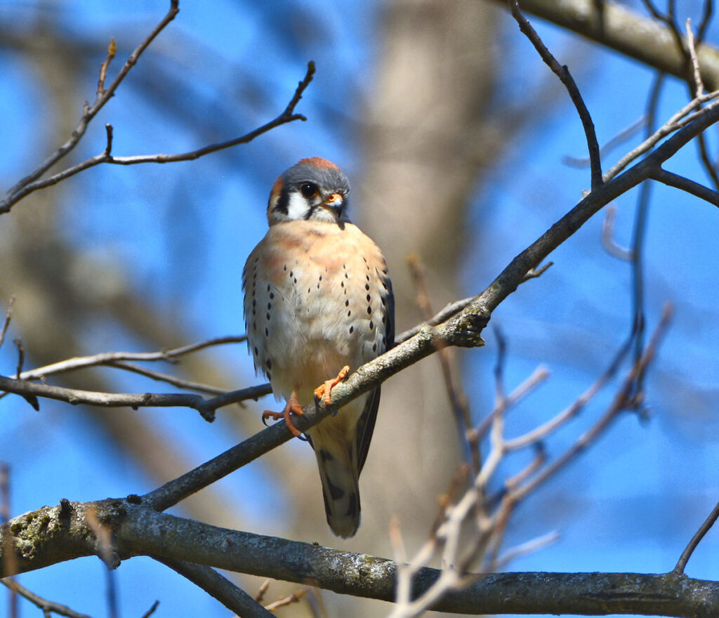 American Kestrel Photos