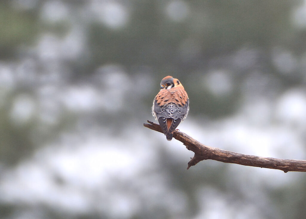 American Kestrel Photos