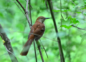 Brown Thrasher