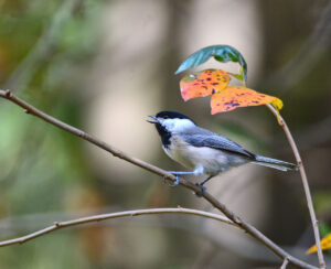 Carolina Chickadee