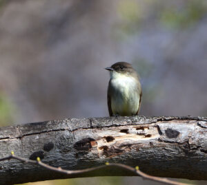 Eastern Phoebe