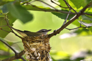 Nesting Red-eyed Vireo