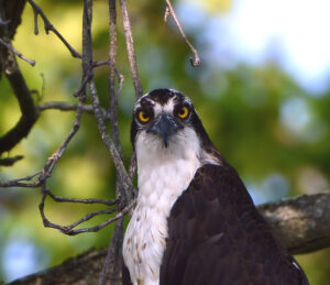 Osprey up close