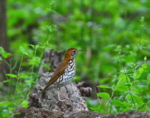Wood Thrush