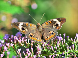 Buckeye Butterfly