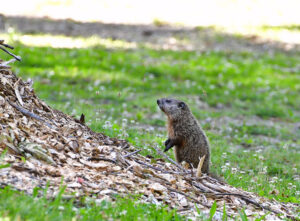 Curious Groundhog