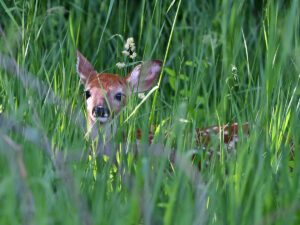 Fawn hiding in tall grass
