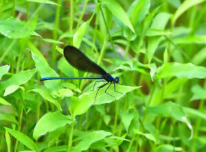 Ebony Jewelwing Dragonfly