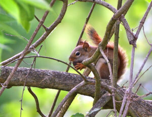 Red Squirrel