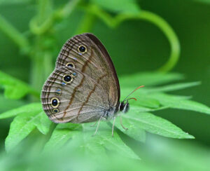Little Wood Satyr Butterfly