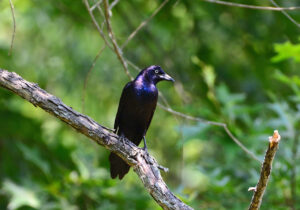 Common Grackle