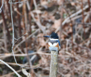 Female Belted Kingfisher