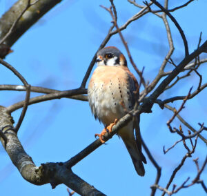 American Kestrel