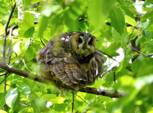 Long-eared Owl