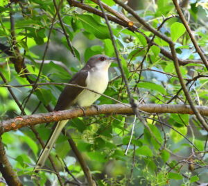 Black-billed Cuckoo