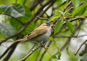 Red-eyed Vireo