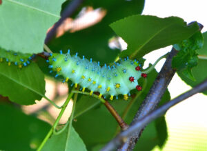 Cecropia Moth Caterpillar