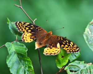 Great Spangled Firtillary Butterfly