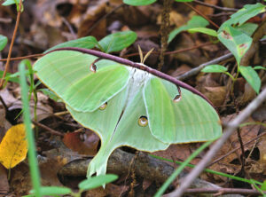 Luna Moth